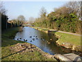 Duck heaven, Two Locks, Cwmbran