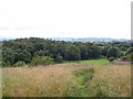 A View To Linburn Wood