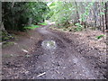 Track in Craigphadrig Forest