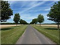 Tree-lined Lane near Badminton