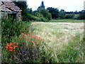 Barley field on NE side of B6285