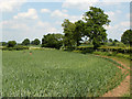 ST6156 : 2010 : Wheatfield in Hollow Marsh by Maurice Pullin