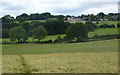 Path through barley and hillside to Littlemoor