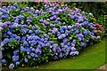 Arley Arboretum & Gardens (4) - hydrangeas in blue & purple