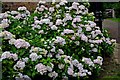 Arley Arboretum & Gardens (5) - hydrangeas in pale pink