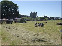 N8056 : Judging in the hay meadow at Trim by John M