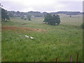 NN0605 : Sheep grazing in the heavy grass by C Michael Hogan