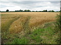 Wheat field near Pebworth