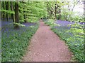 Path through wood at Mop End