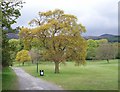 Spring in Donard Park