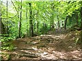 Tree roots exposed by the trample of hill walkers