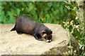 TQ3643 : Polecat at the British Wildlife Centre, Newchapel, Surrey by Peter Trimming