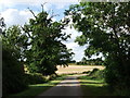 Hollis Lane near Dunns Pitts Farm