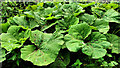 Giant butterbur, Edenderry