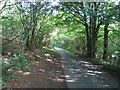 Woodland at Hogtrough Hill