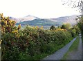 Hedgerow in Tipperary Lane