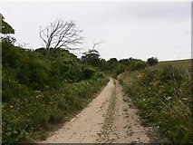 TQ0909 : Bridleway going north on Blackpatch Hill by Shazz