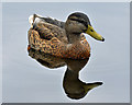 On reflection - National Botanic Garden of Wales