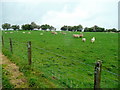 Sheep pasture at Penlan Farm