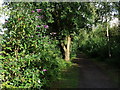 The Greenway south of Burton Green