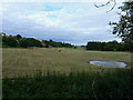 Grazing land south of Nurton