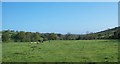 Cattle grazing on the flood plain of the Clanrye River