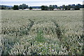 NO2443 : Fields at Cronan, near Coupar Angus by Mike Pennington