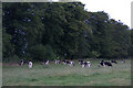 Dairy cattle near Coupar Angus