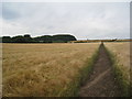 Footpath through the barley