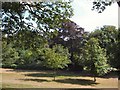 Trees in Queens Park