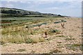 SY5286 : The Landward Slope of the Shingle Ridge by Tony Atkin