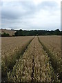 Barley field, Brimington