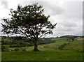 Tree and view towards castle