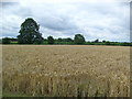 Farmland near Foulbridge Farm