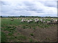 Grazing land, Newstead Grange Farm