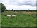 Grazing land, Thornton le Dale