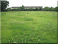 Ryegrass and clover, Great Leaze Farm