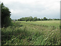 Rhine near Great Leaze Farm