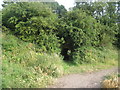 Path beneath the railway