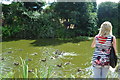 Tiverton : Feeding Ducks on the Grand Western Canal