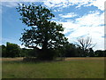 The Tea Party Oak, Ickworth Park