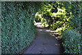 Mid Devon : Country Lane