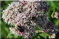 Tiverton : Bumble Bees on a plant