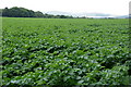 Potatoes, Arthurstone, near Coupar Angus