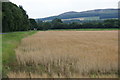 Wheatfield, East Camno, near Meigle