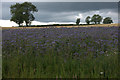 NO2445 : Lavender, Bardmony, near Alyth by Mike Pennington