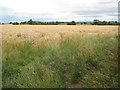 Wheat field near Brampton