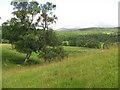 Pasture, Glen Muick