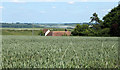 2010 : Wheat on Whiten Hill