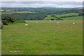 Field on Moel Ciliau